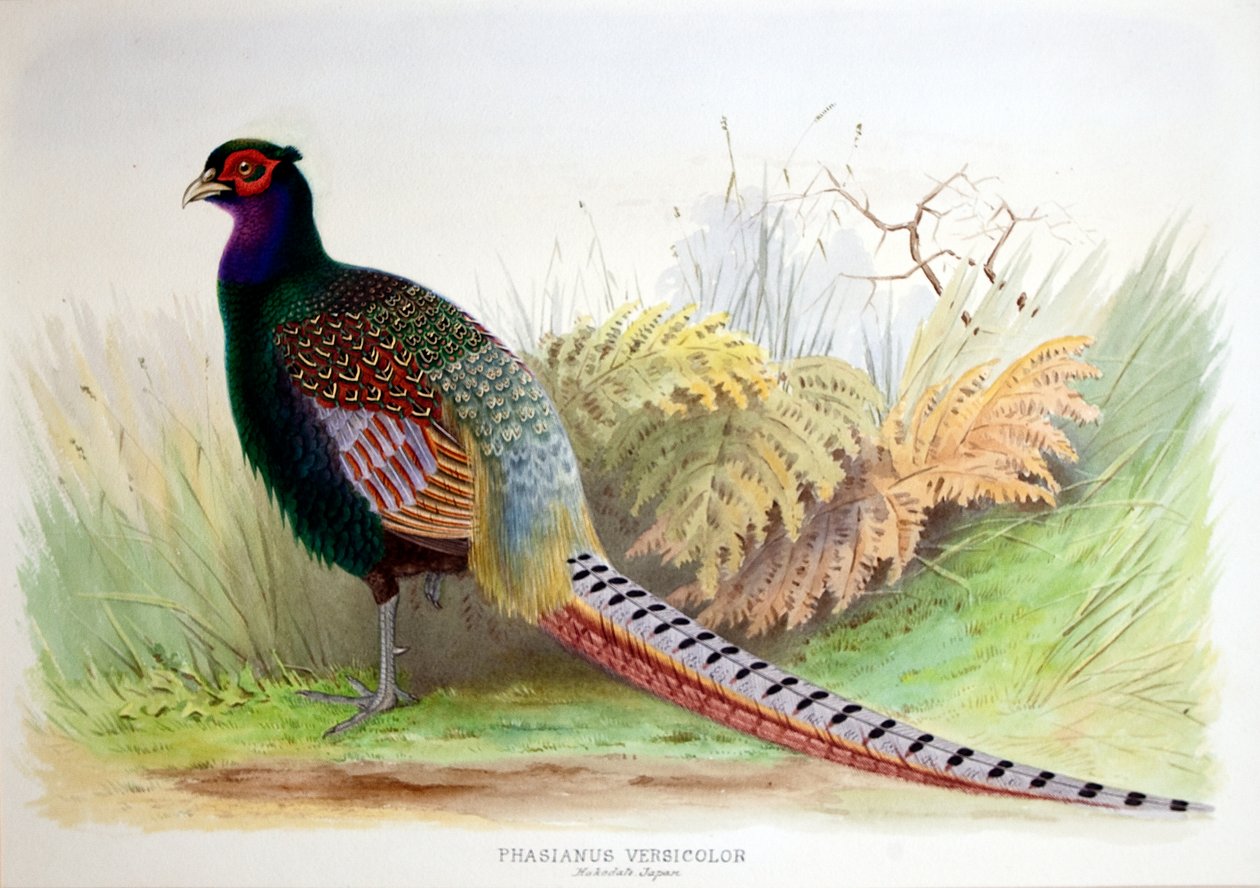 Phasianus Versicolor, ca.1896-1921 af Henry Jones