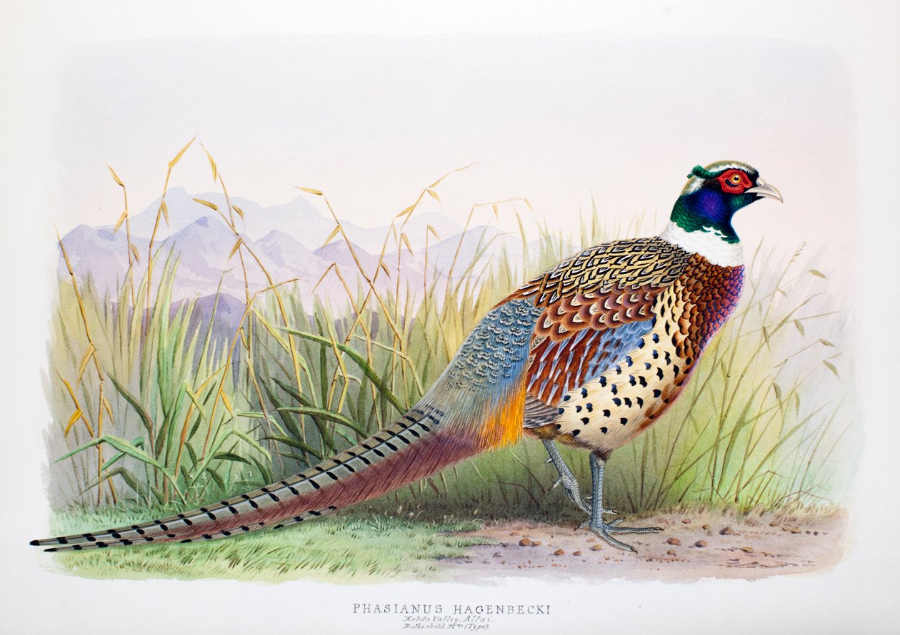 Phasianus hagenbecki, 1906-7 af Henry Jones