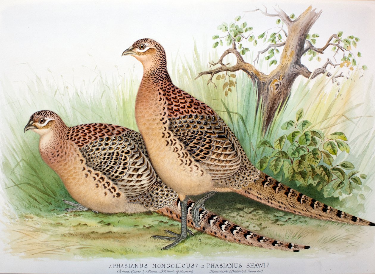 Phasianus mongolicus og Phasianus shawi, 1906-7 af Henry Jones