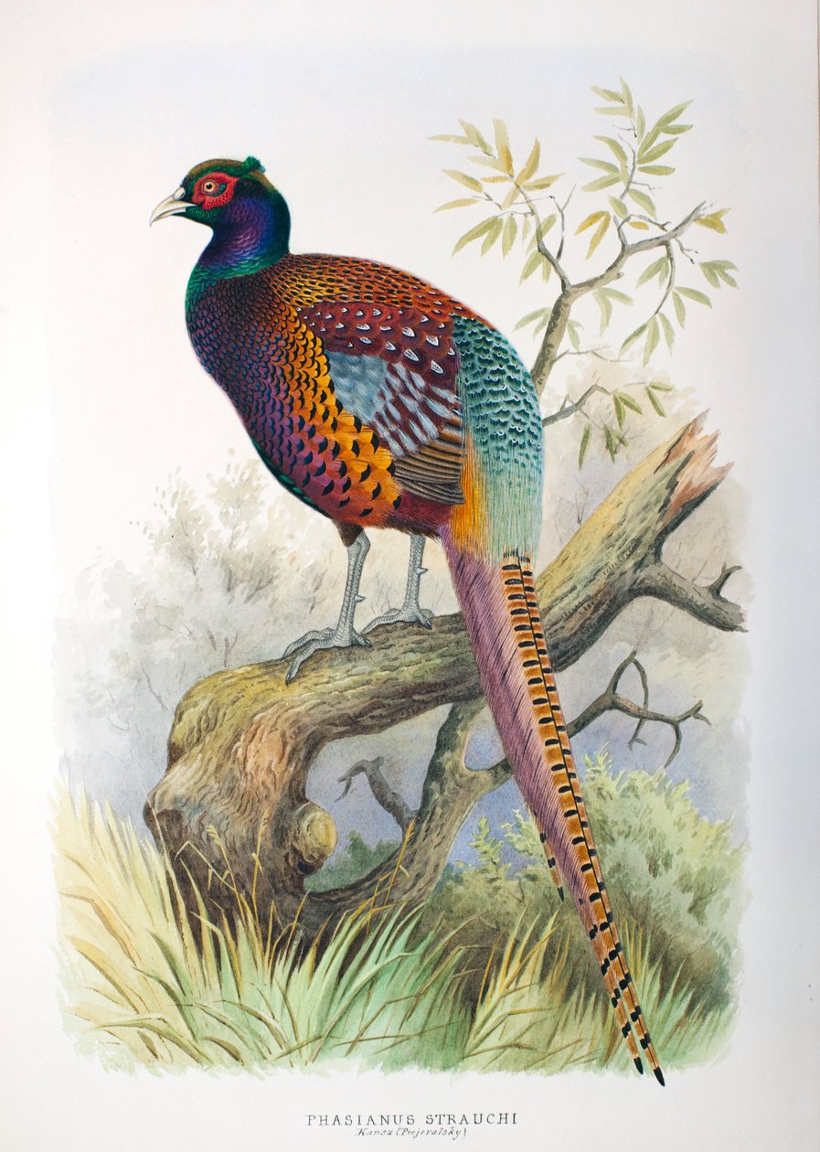 Phasianus strauchi, 1906-7 af Henry Jones