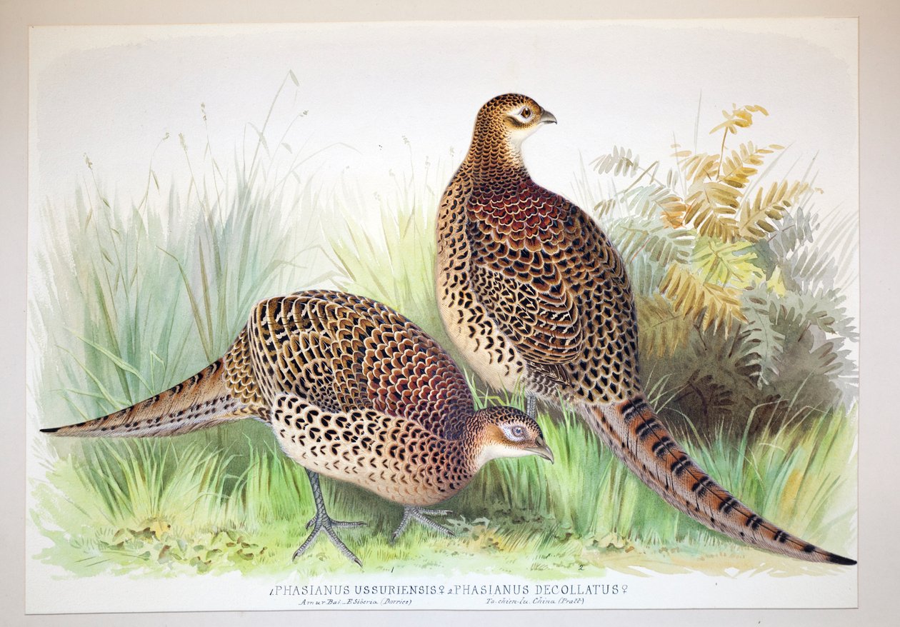 Phasianus ussuriensis og Phasianus delocllatus, 1906-7 af Henry Jones
