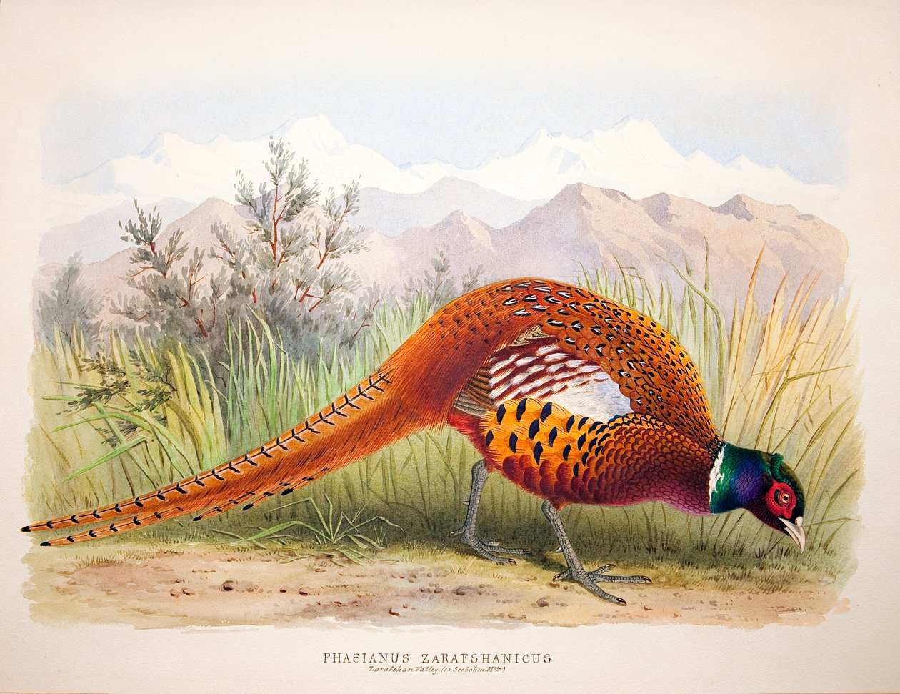 Phasianus zarafshanicus, ca. 1896-1921 af Henry Jones