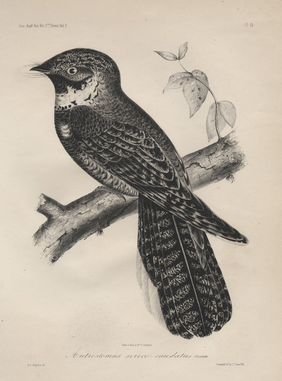 Antrostomus of the Silk-tailed, litho af J.T. Bowen, 1850 af Henry Louis Stephens