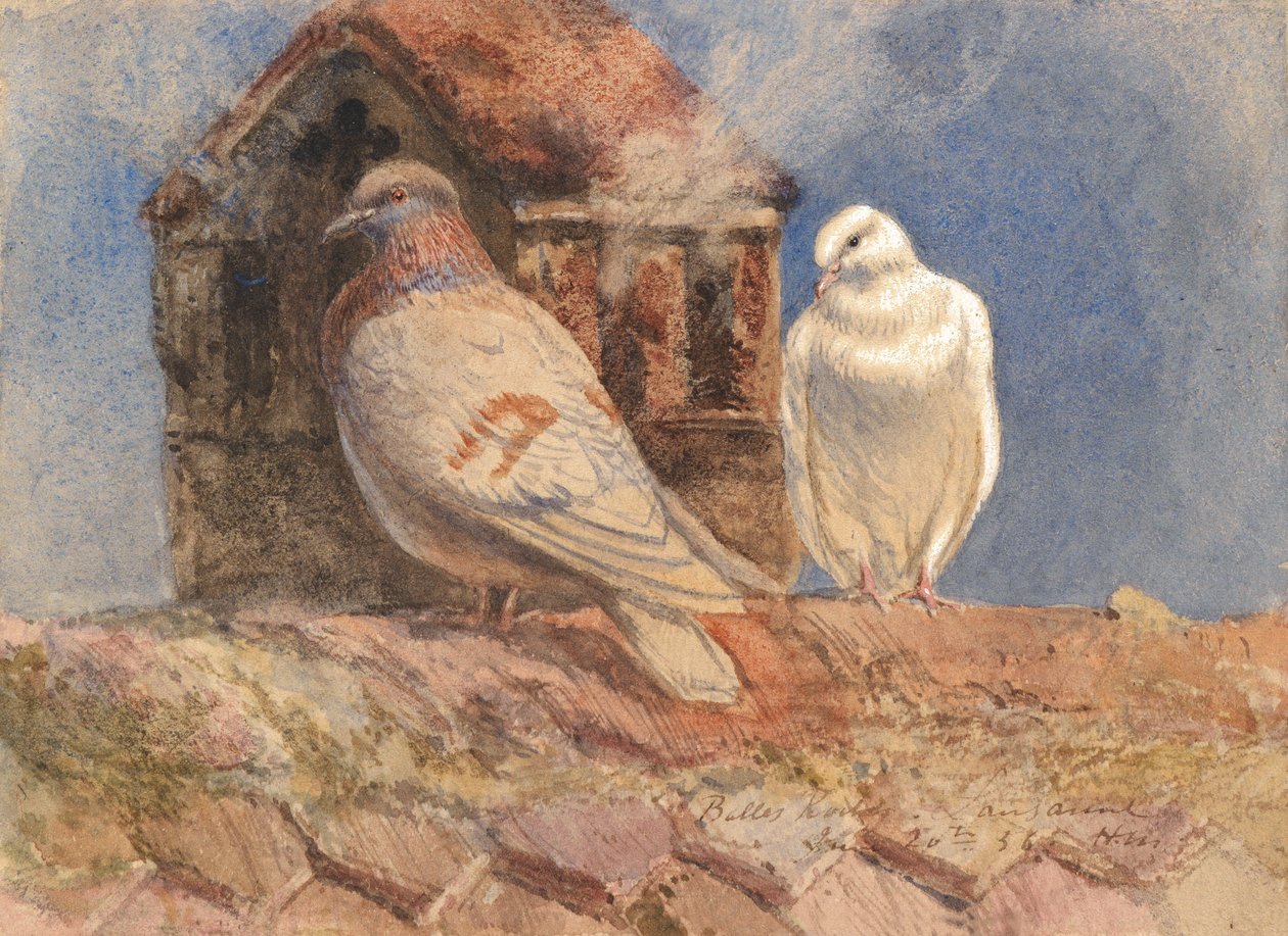 Duer hvilende på et tag, Belles Roches, Lausanne, 1856 (wc, blyant, pen og brunt blæk forhøjet med hvidt på papir) af Henry Moore