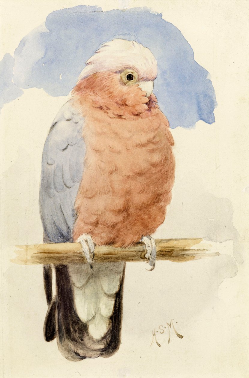 En rosenbrynet kakadue, ca. 1890 af Henry Stacey Marks