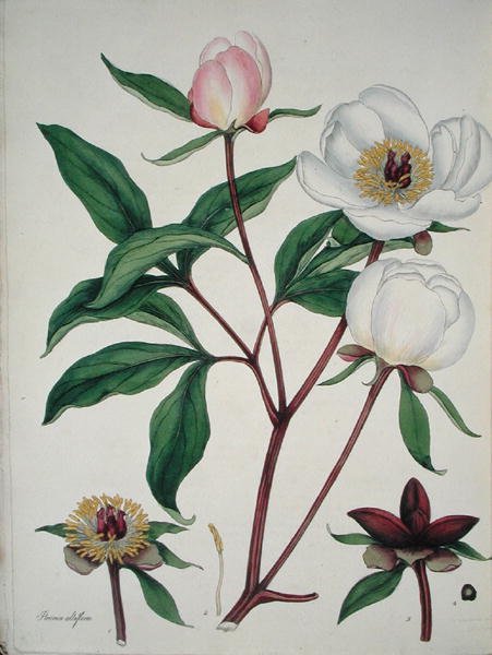 Paeonia Albiflora, fra 
