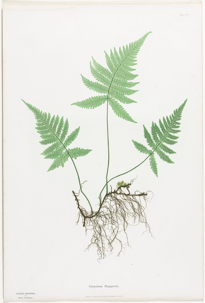Bregner fra Storbritannien og Irland: Polypodium Phegopteris, 1855-1856. af Henry Bradbury
