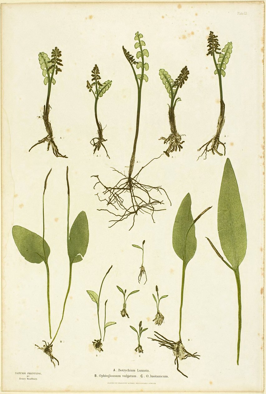 Naturbillede af bregnerne Moonwort og Adder
