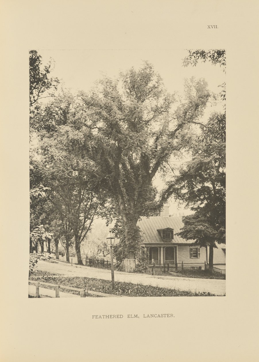 Feathered Elm, Lancaster af Henry Brooks