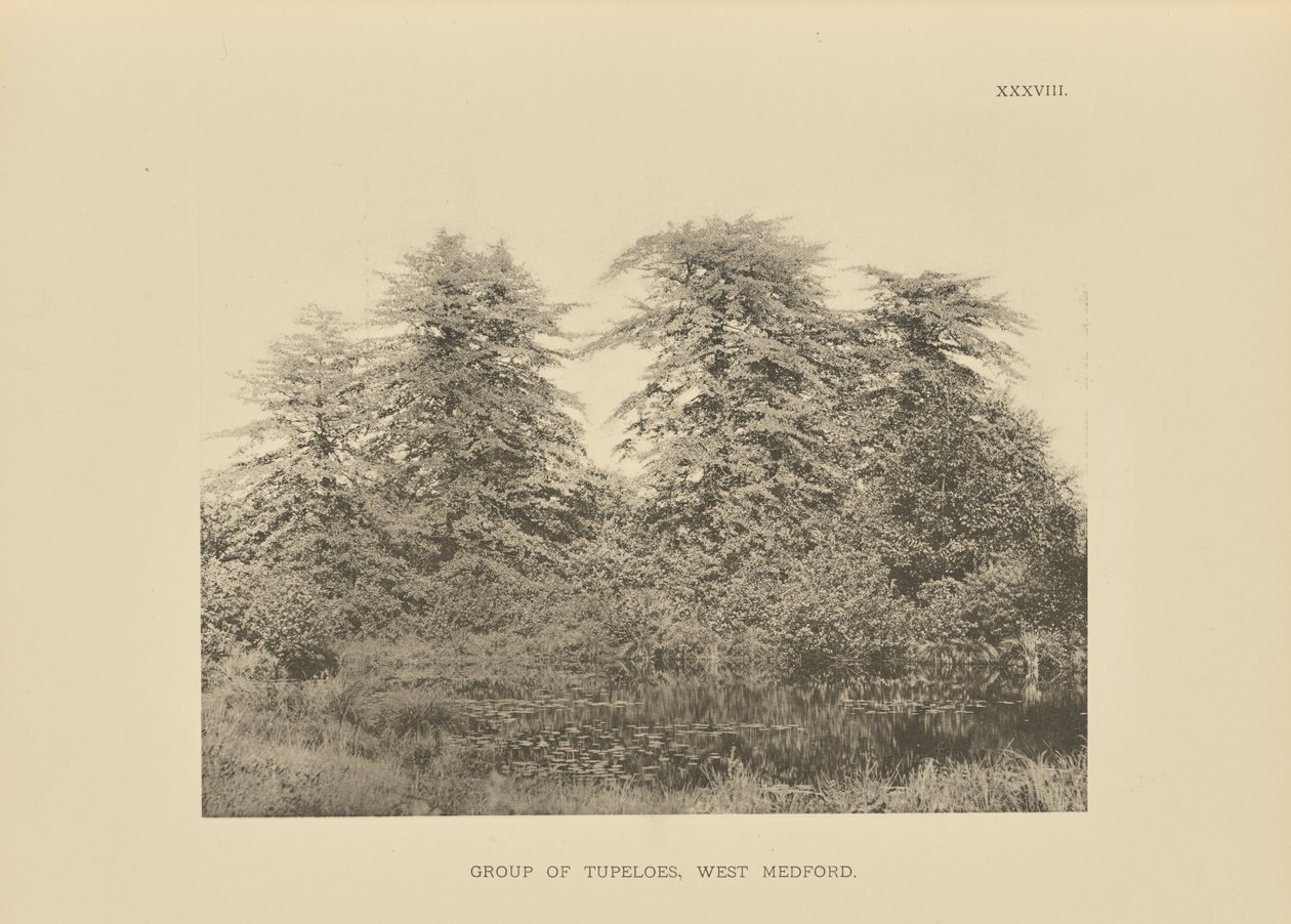 Gruppe af tupeloer, West Medford af Henry Brooks
