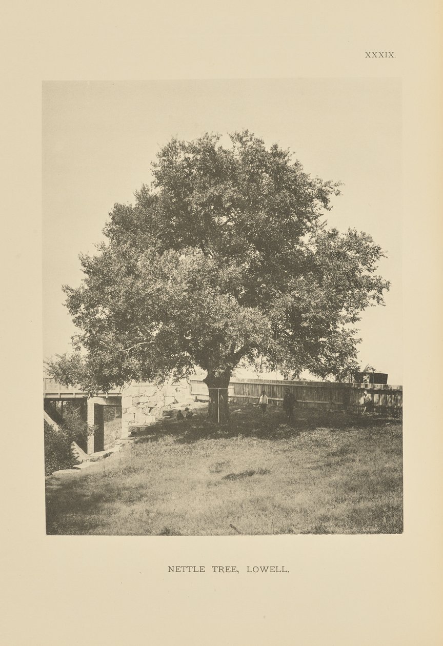 Brændenældetræet, Lowell af Henry Brooks