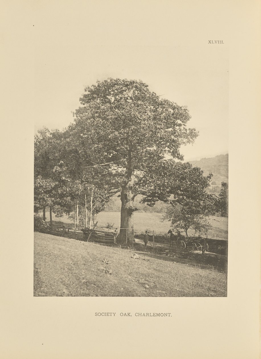 Society Oak, Charlemont af Henry Brooks