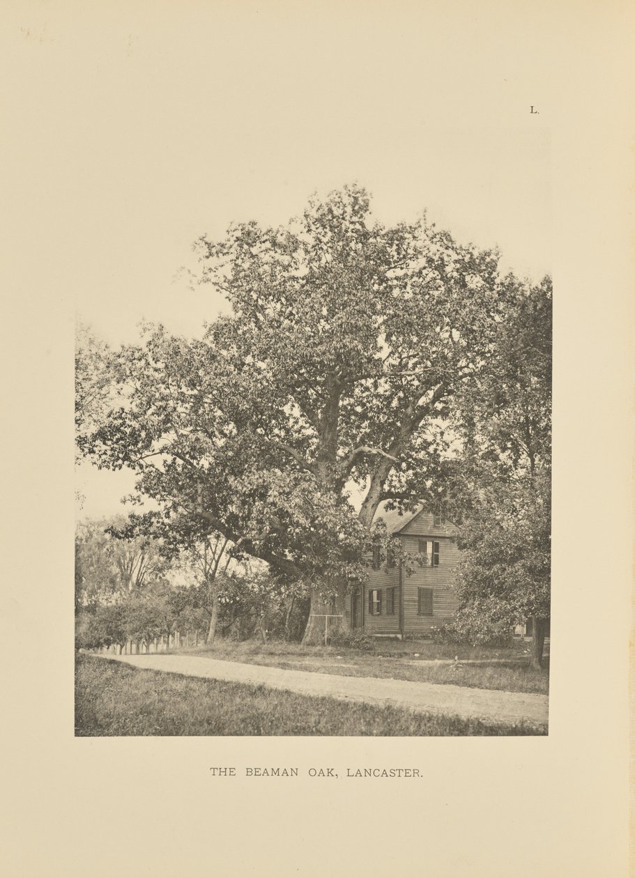 The Beaman Oak, Lancaster af Henry Brooks