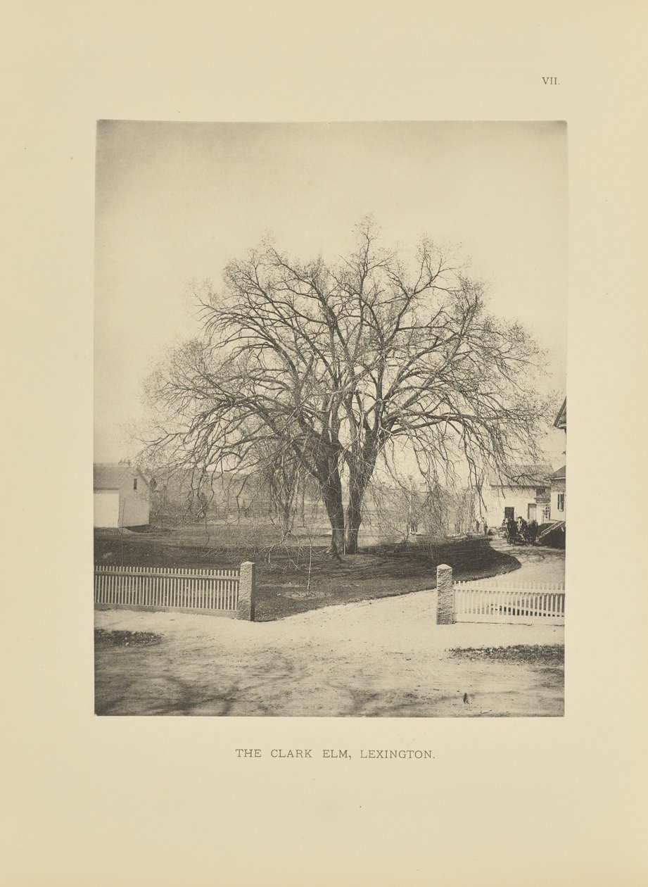 The Clark Elm, Lexington af Henry Brooks