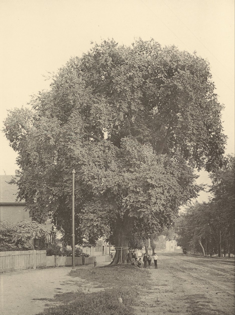 The Whittemore Elm, Arlington af Henry Brooks