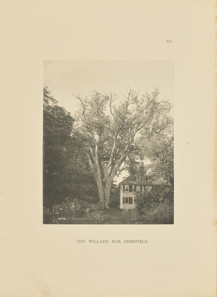 The Willard Elm, Deerfield af Henry Brooks