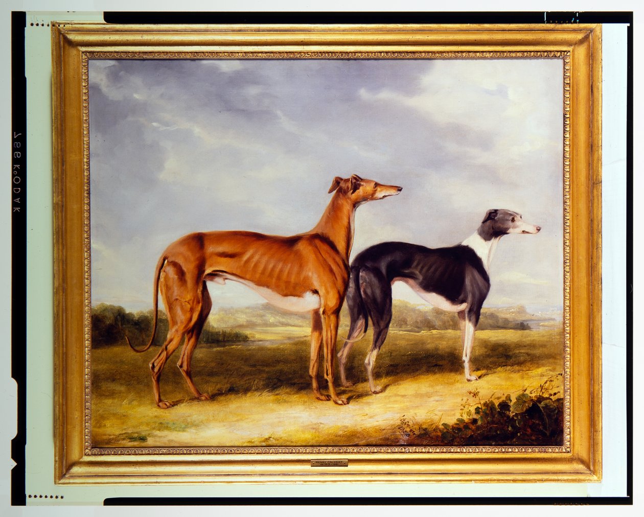 To greyhounds, der tilhører Dr. Edmund Taylor fra Booth Hall af Henry Calvert