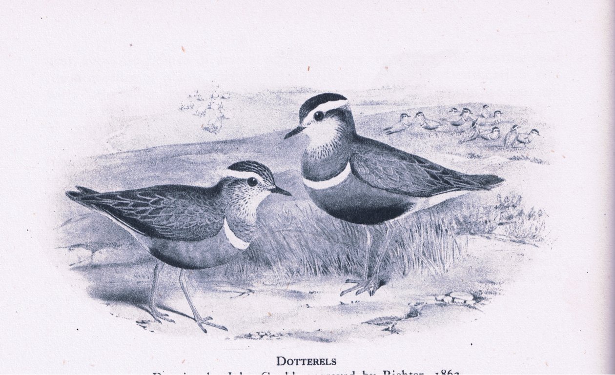 Dotterells, Nature in Britain udgivet af Collins, 1946 af Henry Constantine Richter