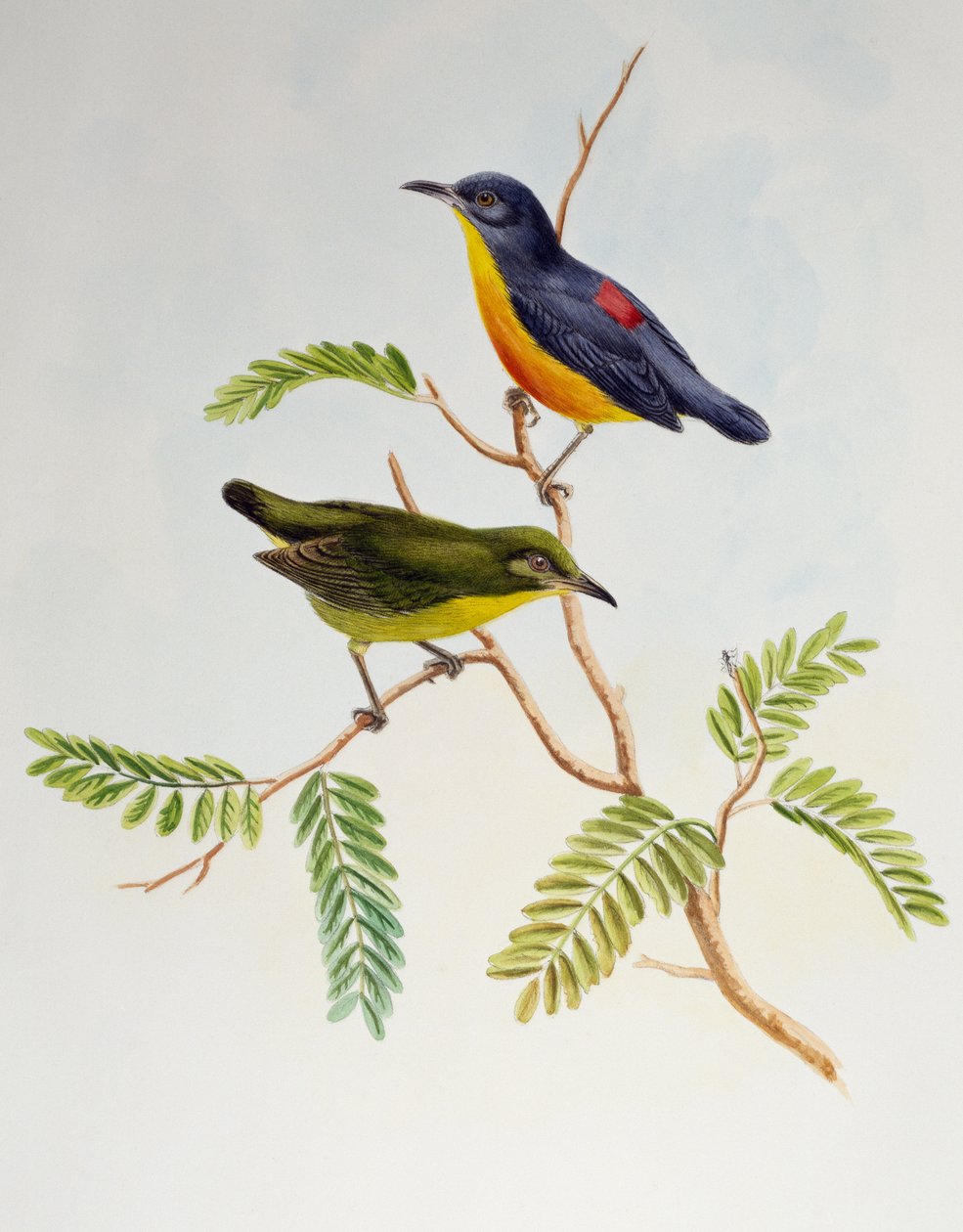 Orange-buget Flowerpecker (Dicaeum trigonostigma), fra Birds of Asia af Henry Constantine Richter