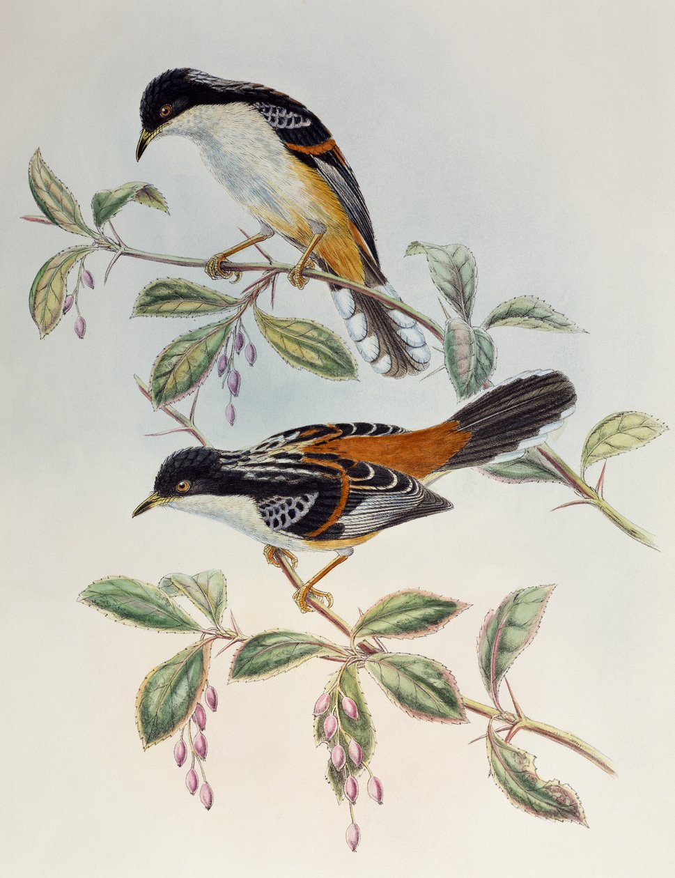 Rufous-backed Sibia (Heterophasia annectans), fra Birds of Asia af Henry Constantine Richter