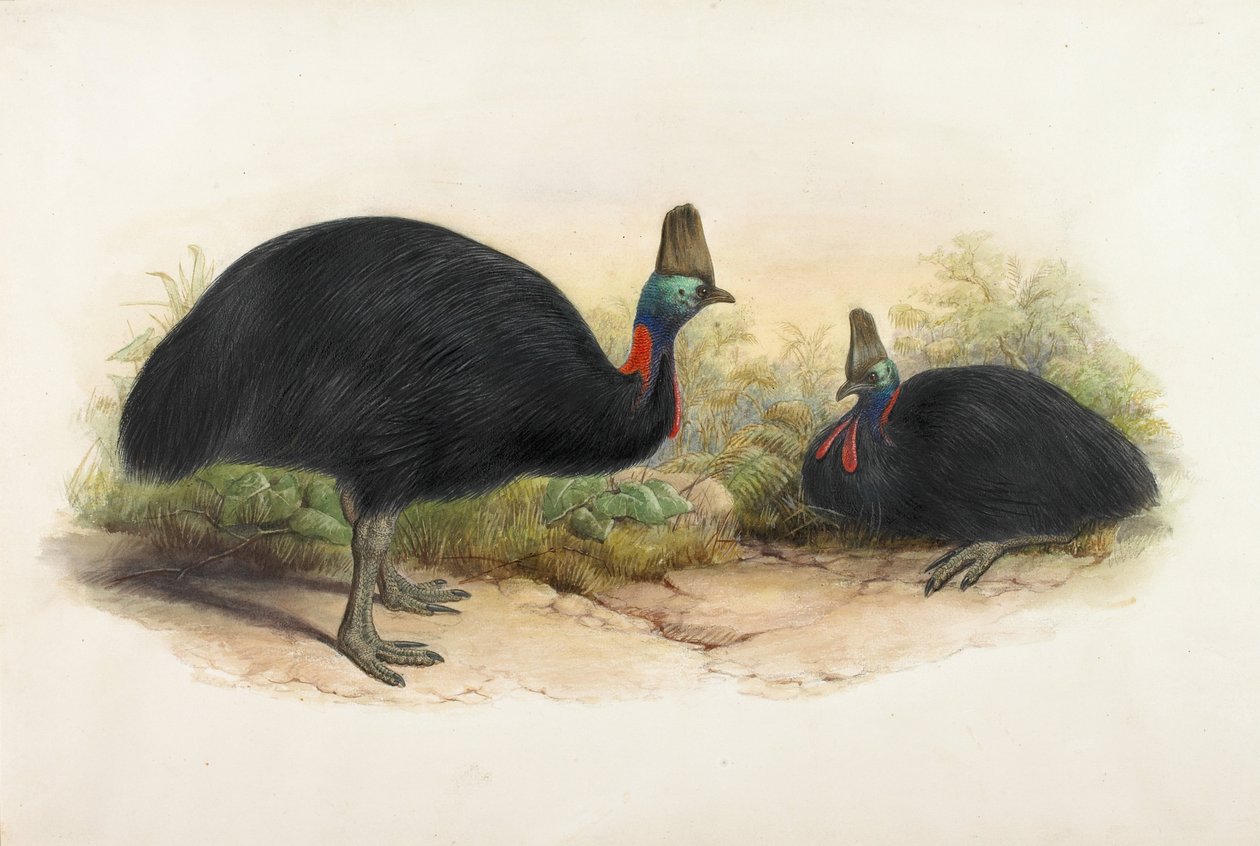 Sydlig kasuar, Casuarius casuarius af Henry Constantine Richter