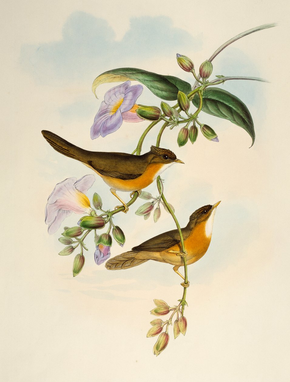 Tawny-bellied Babbler (Dumetia hyperythra), litografi fra Birds of Asia af Henry Constantine Richter