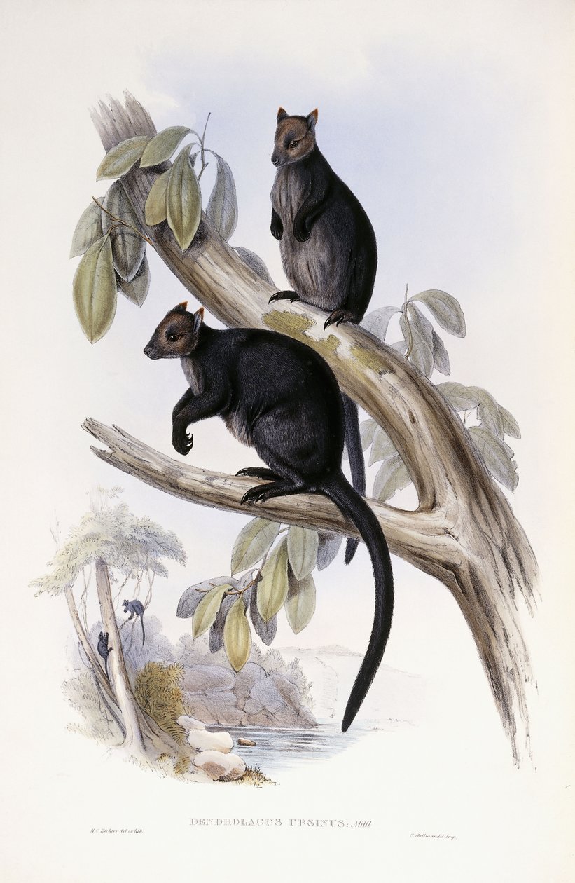Tree Kangaroo Dani af Henry Constantine Richter