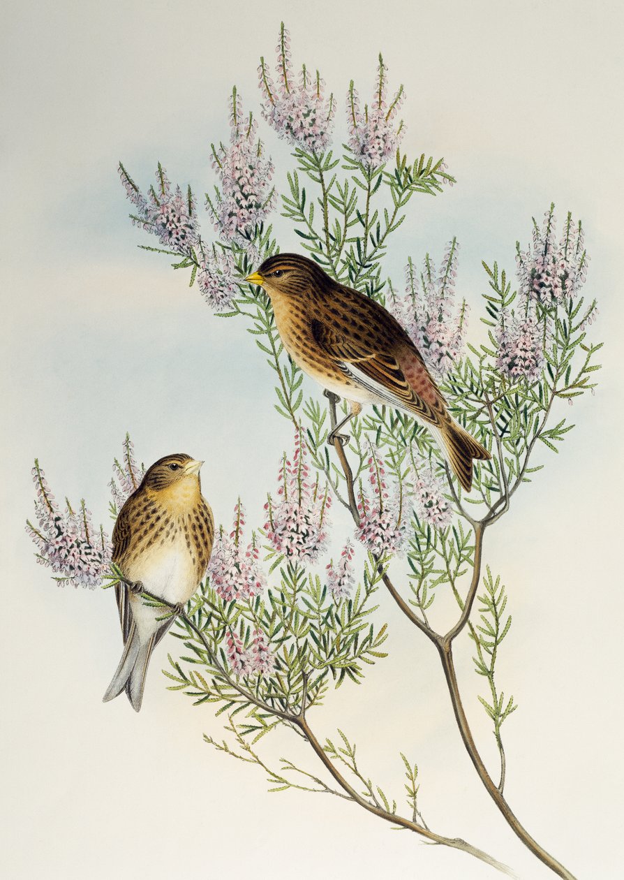 Twite (Carduelis flavirostris), fra Birds of Great Britain af Henry Constantine Richter
