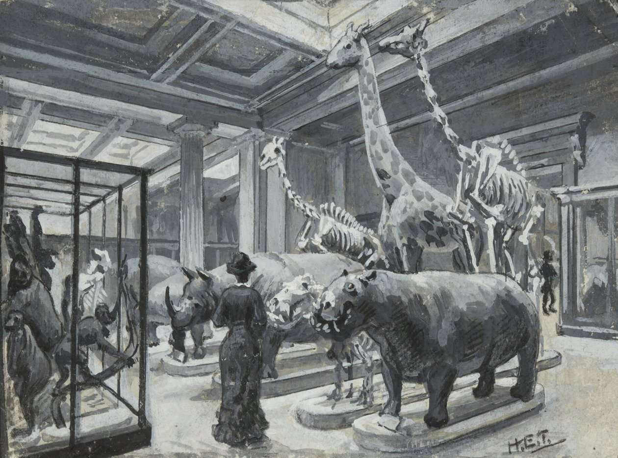 Interior view of the British Museum showing the gallery containing animal exhibits, c.1880dani af Henry Edward Tidmarsh