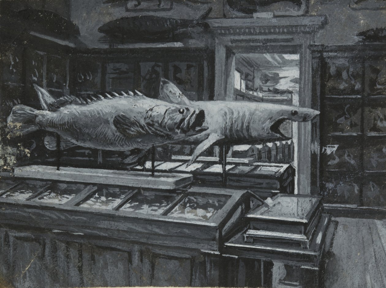 Indvendigt billede af British Museum, der viser galleriet med fiskeudstillinger, ca. 1880 (vask og kropsfarve på papir) af Henry Edward Tidmarsh