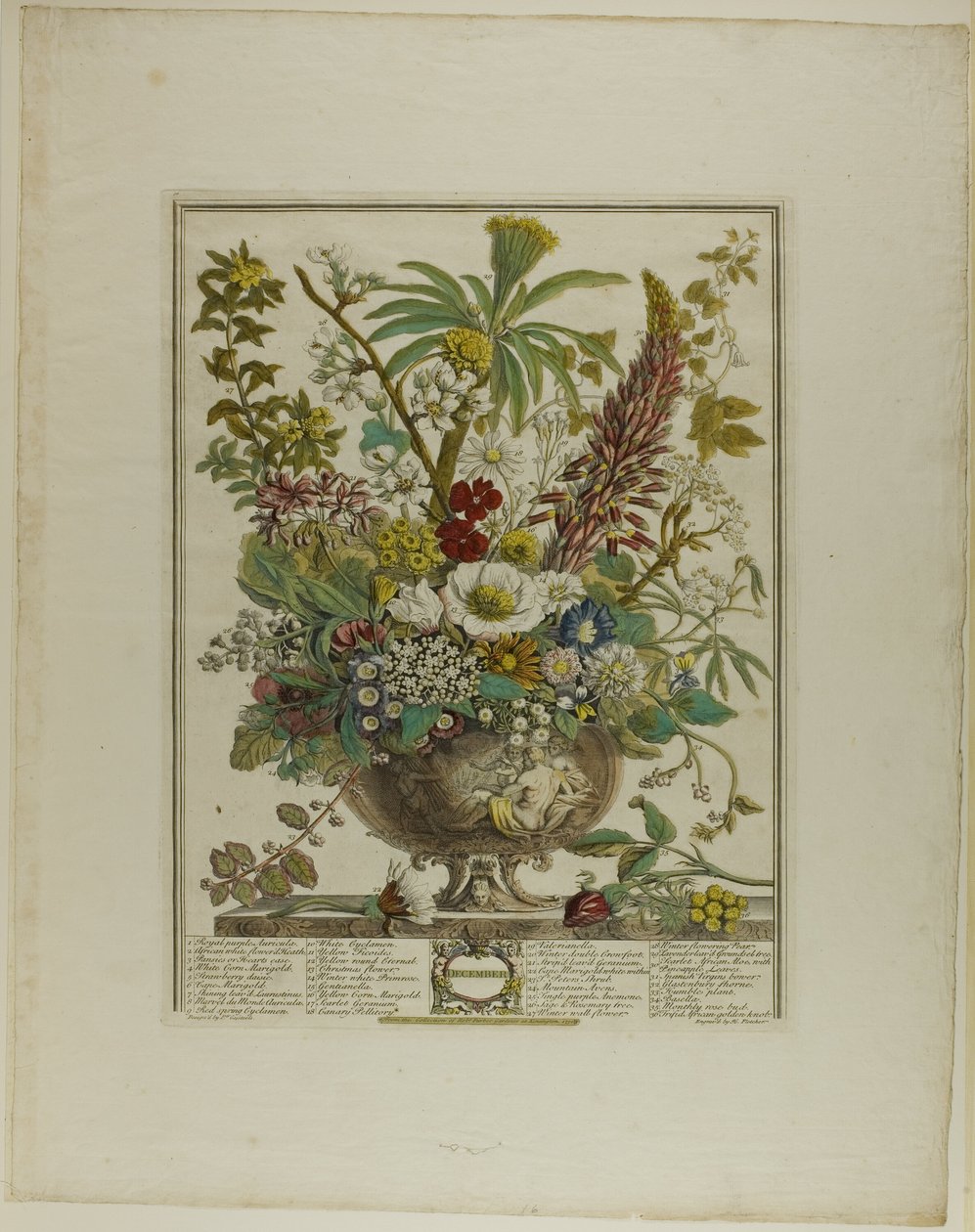 december, fra Tolv måneder med blomster af Henry Fletcher