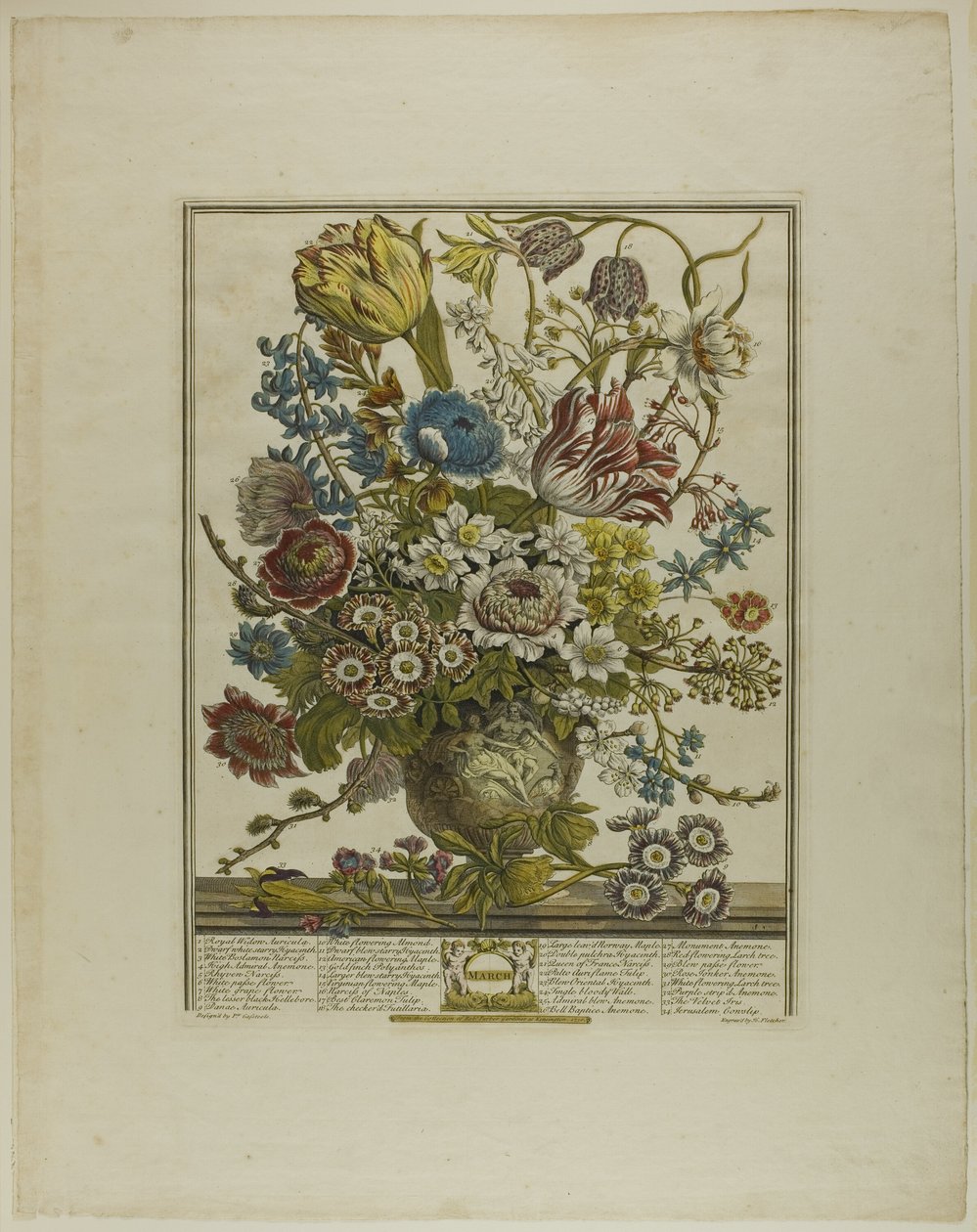 marts, fra Tolv måneder med blomster af Henry Fletcher