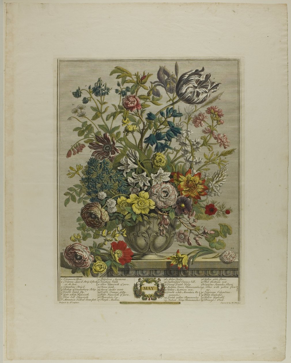 maj, fra Tolv måneder med blomster af Henry Fletcher