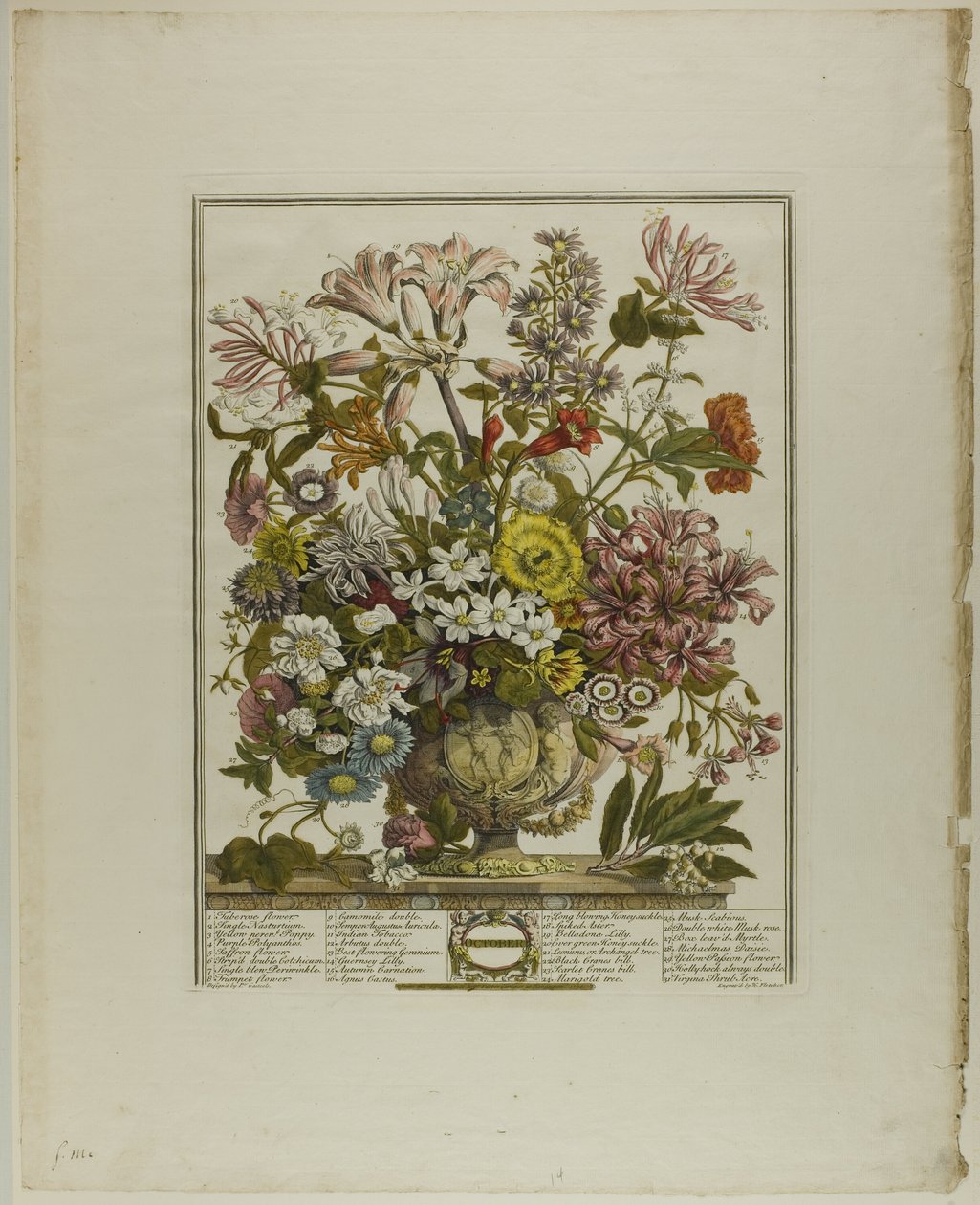 oktober, fra Tolv måneder med blomster af Henry Fletcher