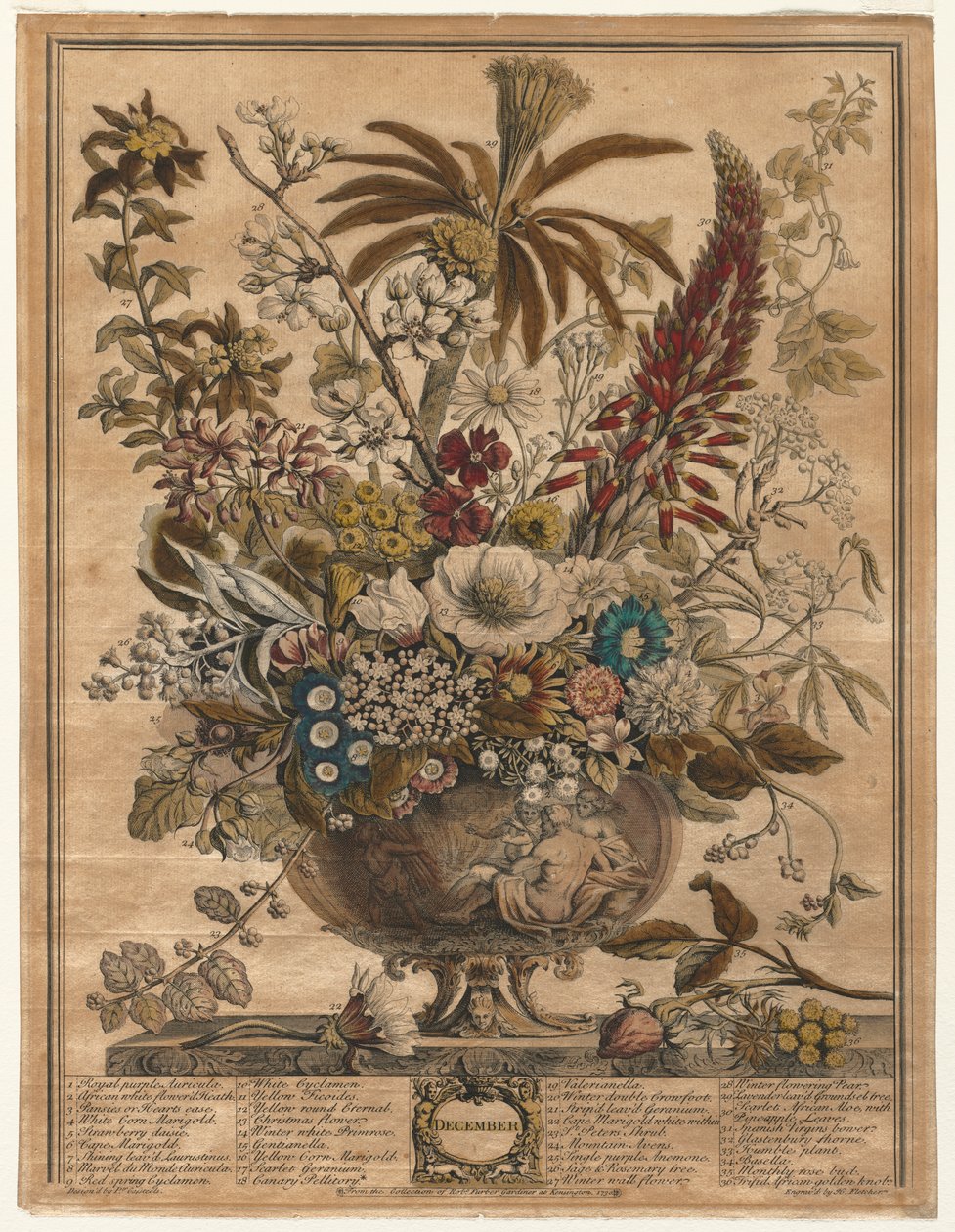 Tolv måneders blomster: december af Henry Fletcher