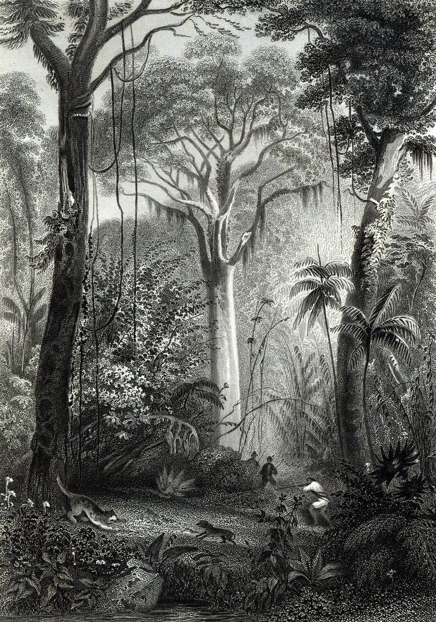 Scene i en brasiliansk skov indgraveret af J.Bishop af Henry George Hine