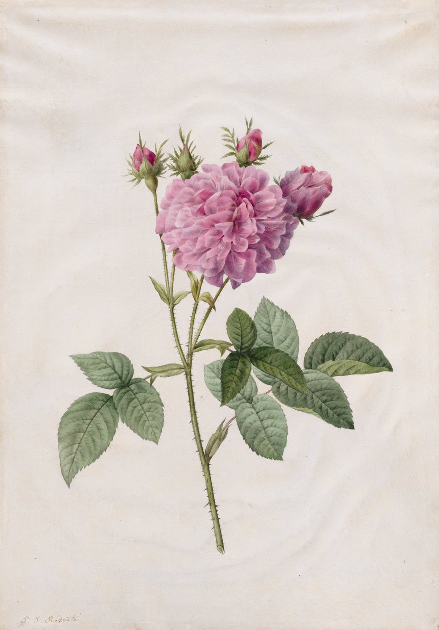 Agatha Rose (Rosa Gallica Agatha) af Henry Joseph Redouté