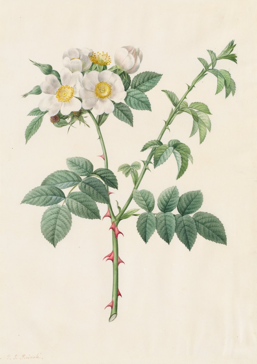 Brier Bush Rose eller Hunderose (Rosa Leucantha) af Henry Joseph Redouté