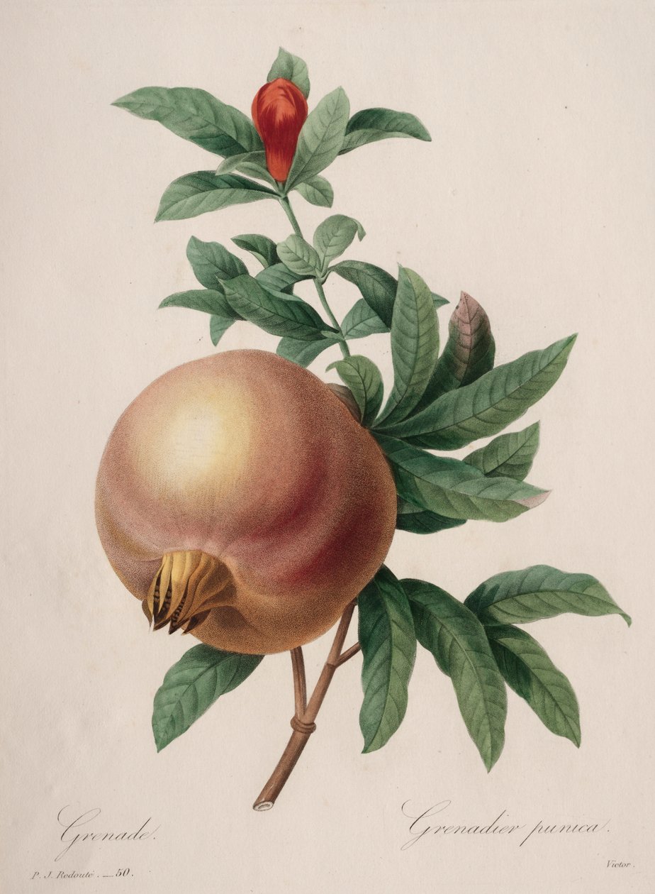 Valg af de smukkeste blomster...smukkeste frugter: Granatæble af Henry Joseph Redouté