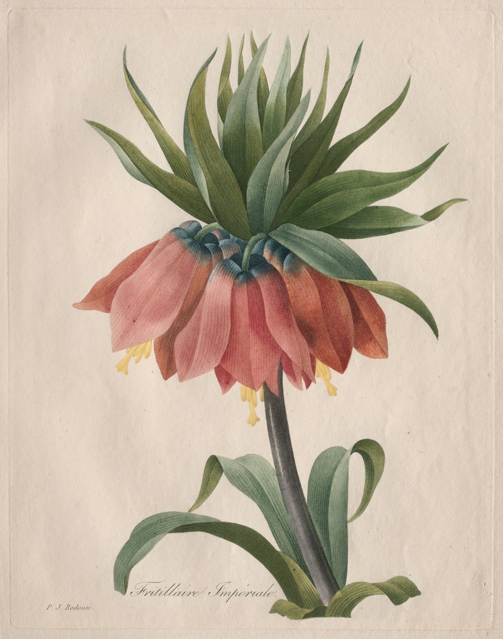 Crown Imperial Fritillary af Henry Joseph Redouté