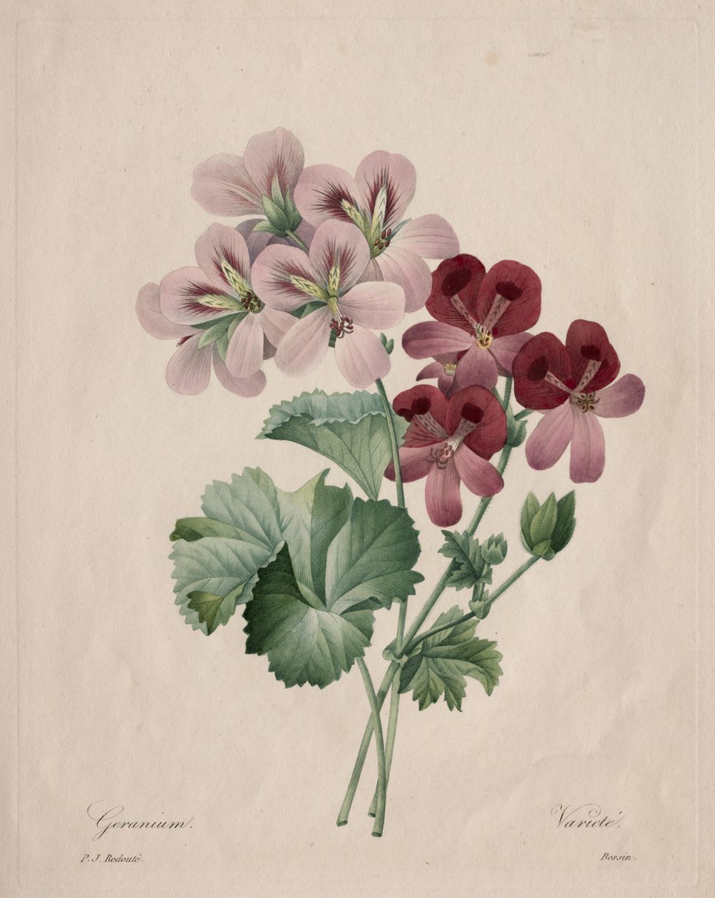 Geranium af Henry Joseph Redouté