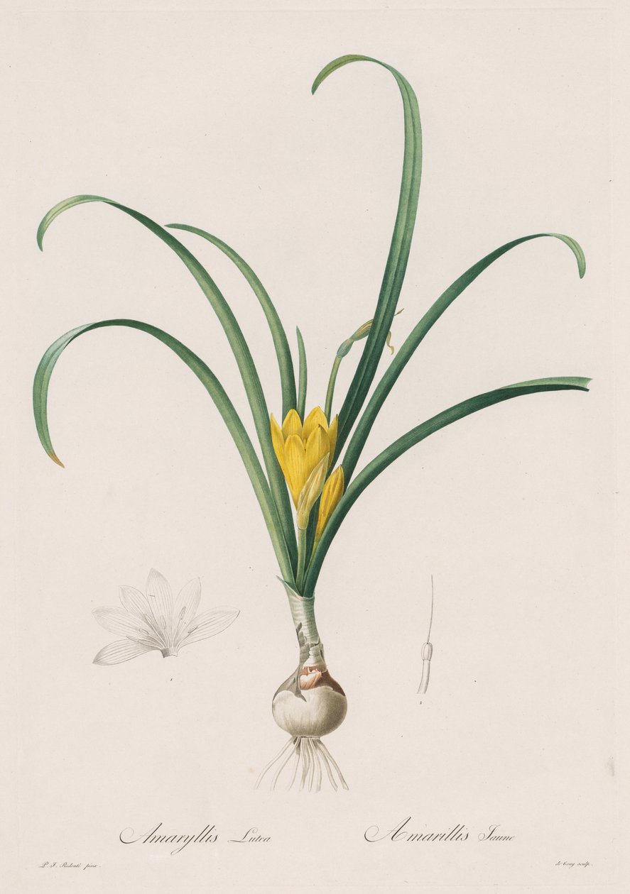 Liliaceae: Amaryllis Lutes af Henry Joseph Redouté