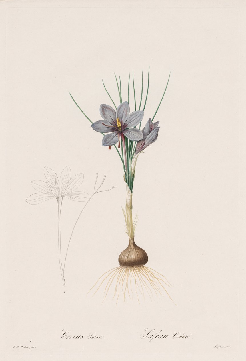 Liliaceae: Crocus Sativus af Henry Joseph Redouté