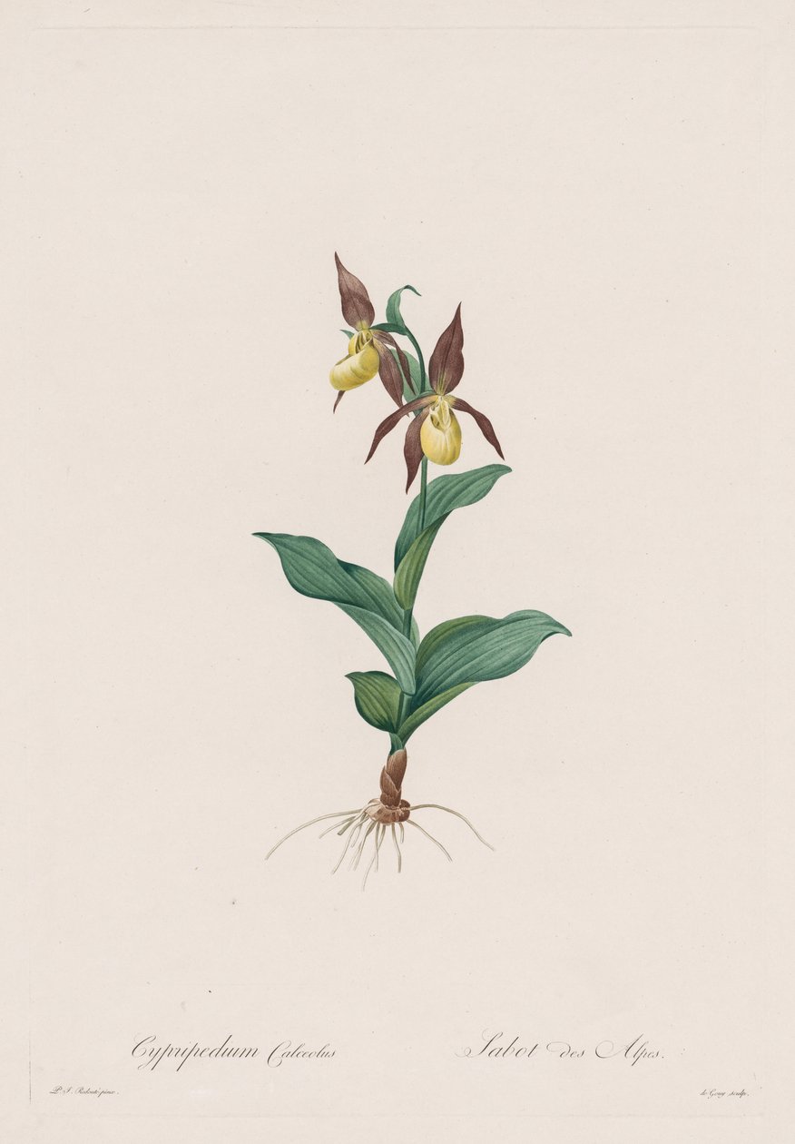 Les Liliacées: Cypripedium calceolus af Henry Joseph Redouté