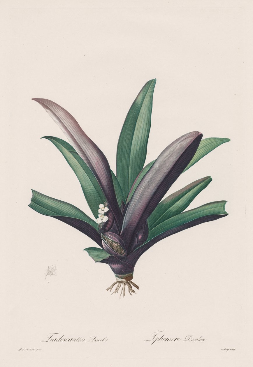 Les Liliacées: Tradescantia misfarvet af Henry Joseph Redouté