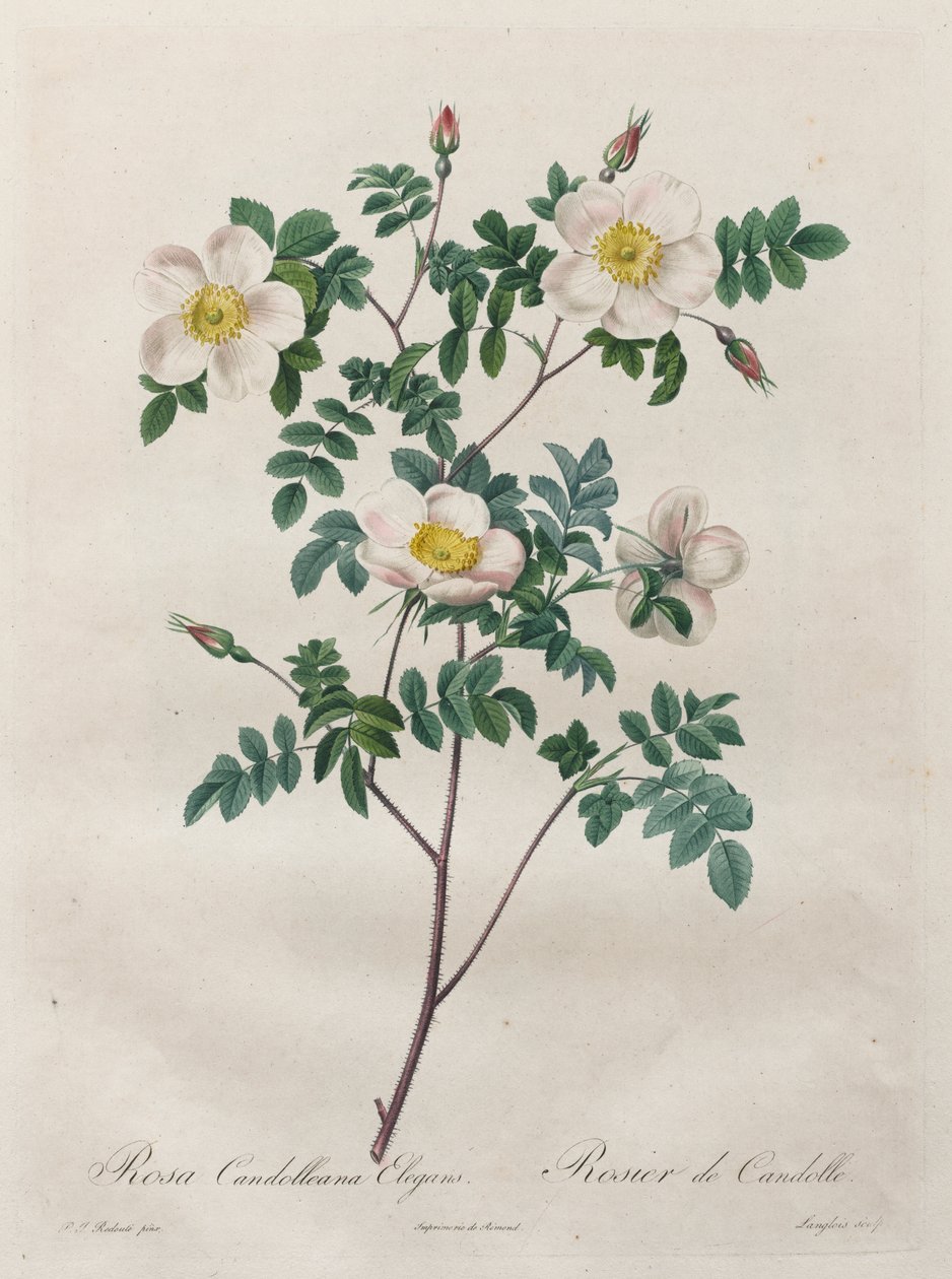 Les Roses: Rosa Candolleana Elegans af Henry Joseph Redouté