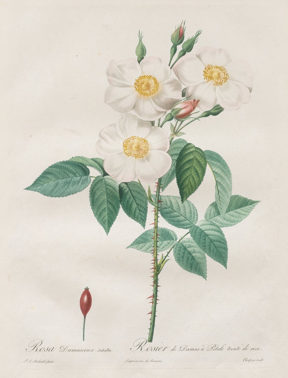 Roserne: Rosa Damascena, subalba af Henry Joseph Redouté