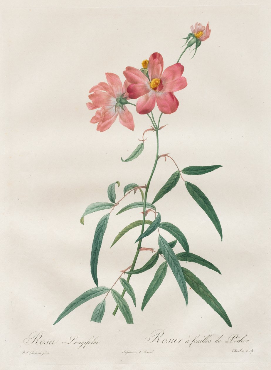 Roserne: Rosa Longifolia af Henry Joseph Redouté