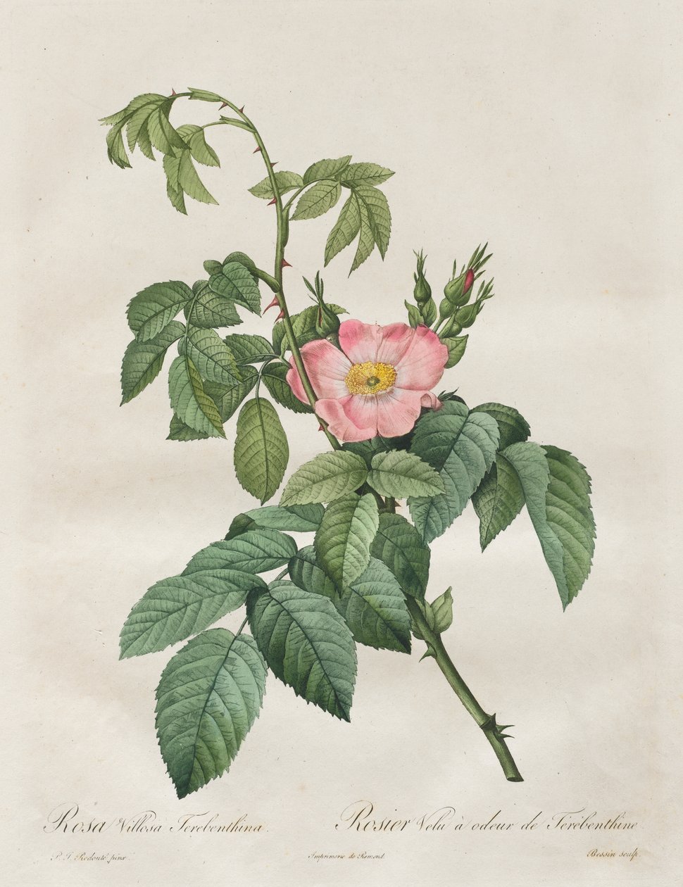 Les Roses: Rose Villosa Terpentine af Henry Joseph Redouté