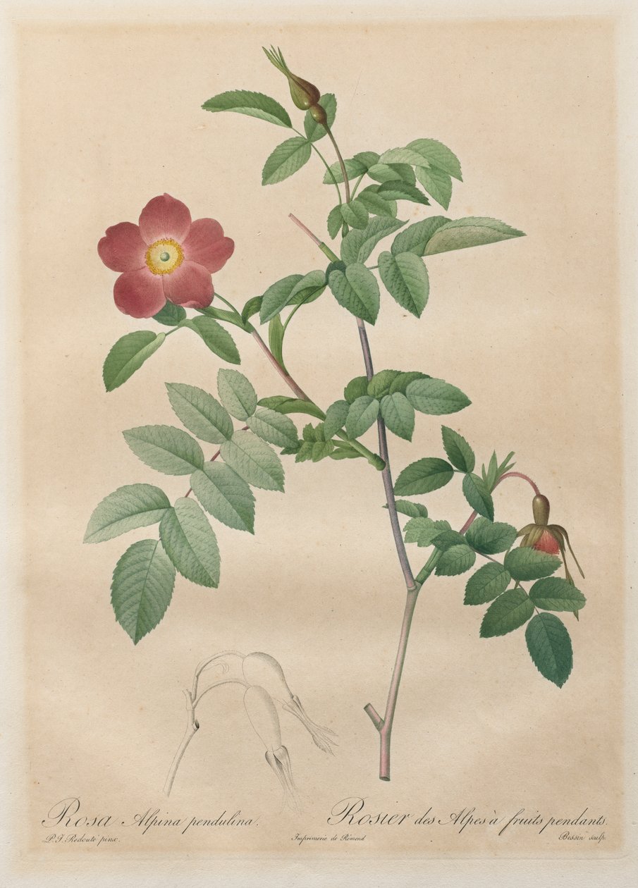 Roserne: Pendulin alpine rose af Henry Joseph Redouté
